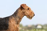AIREDALE TERRIER 193